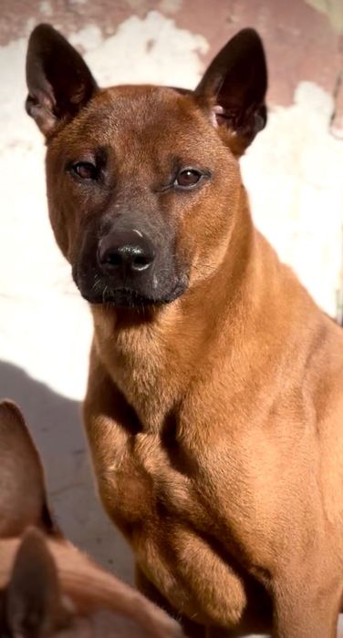 Thai Ridgeback mascul