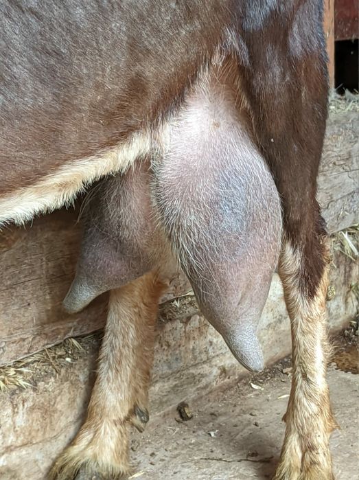 Альпо Нубийская коза доиться просто классс