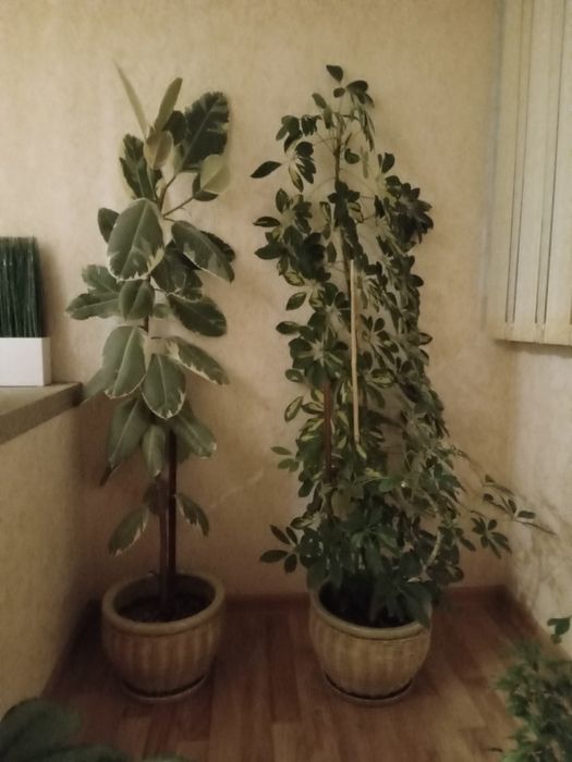 Цветы для дома и офиса