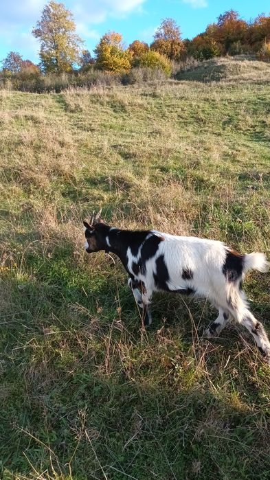 Vând capre și iede