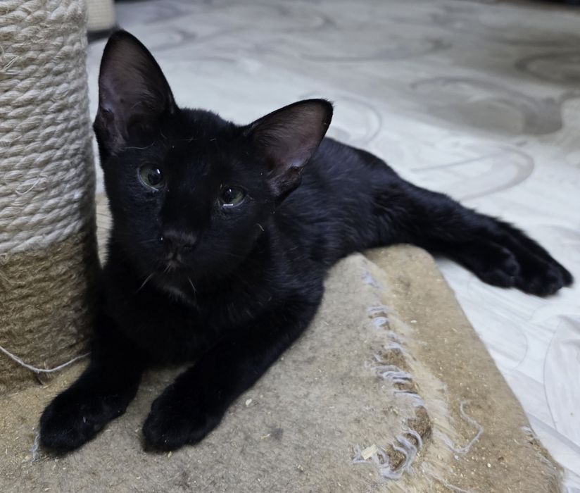 Петерболд, фенотип ориентала