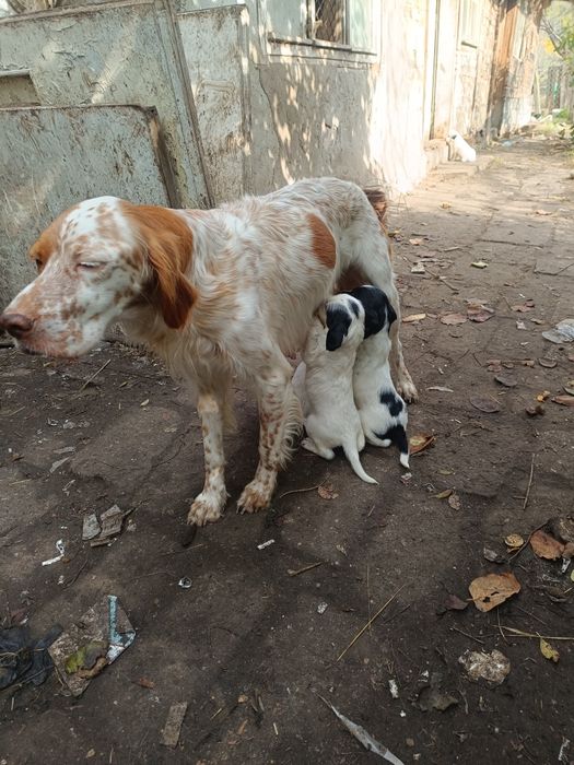 Английски сетер чистокръвни