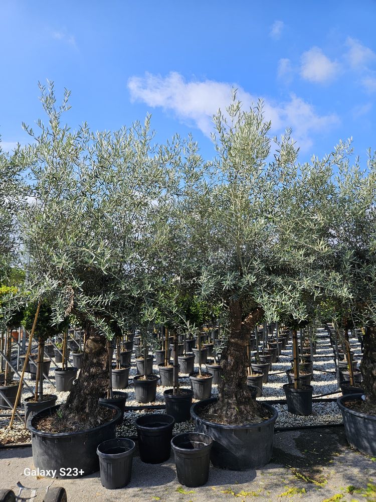 Vindem maslini seculari/bonsai