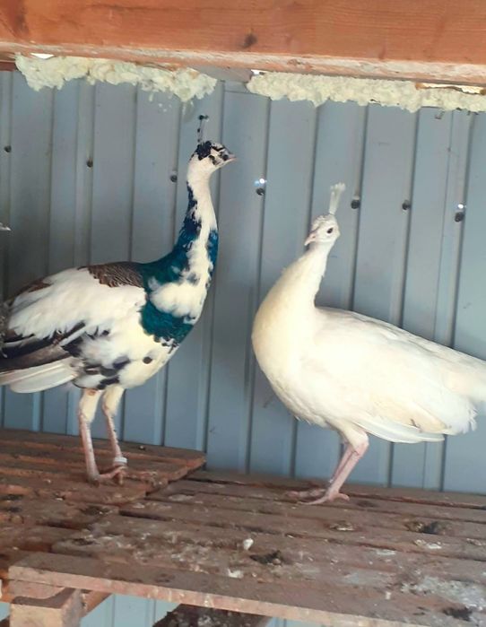 Femelă matură de paun Alb