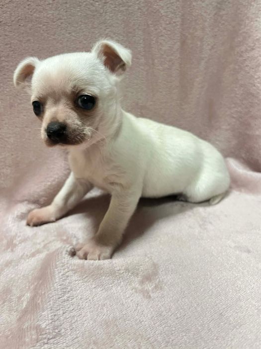 Продавам чихуахуа