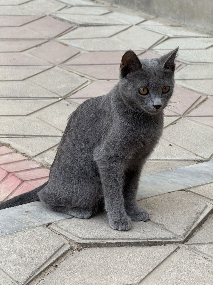 Бесплатно передам котят