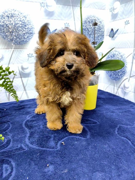 Девочка, мальтипу F1 , мини.