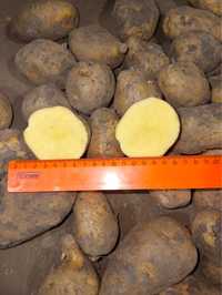 Продам картофель продовольсвенный и семенной / полторашка