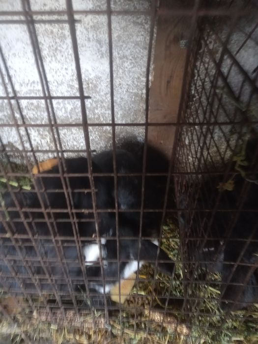 Vînd iepuri berbec german