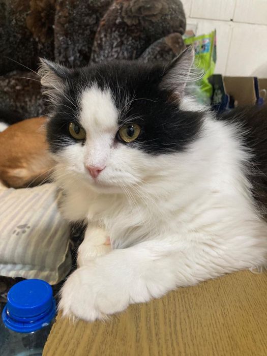 Кот молодой кастрирован ищет дом! Костанай!