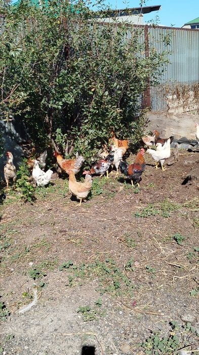 Домашние куры продам