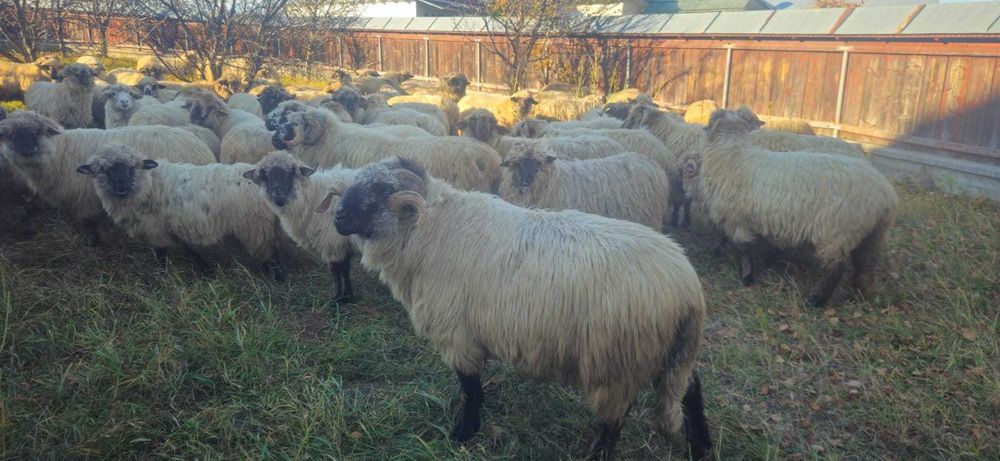 Oi de vanzare -Neamt