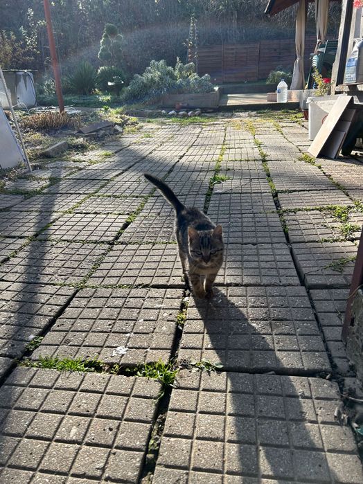 Подарявам 2 малки котета