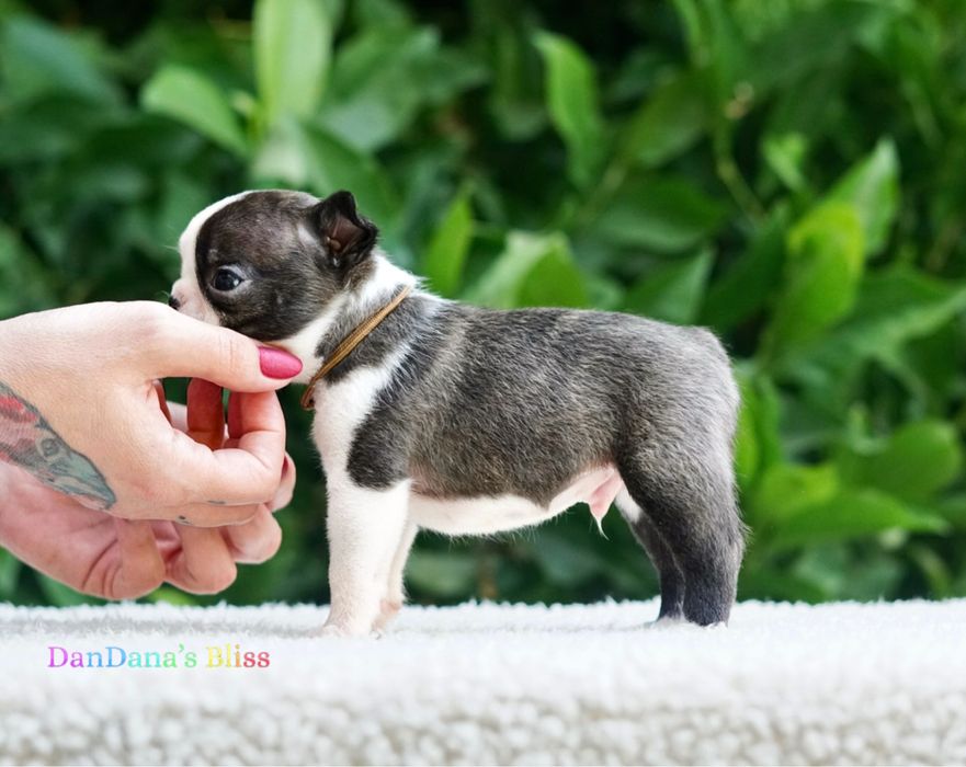Baietel boston terrier cu pedigree