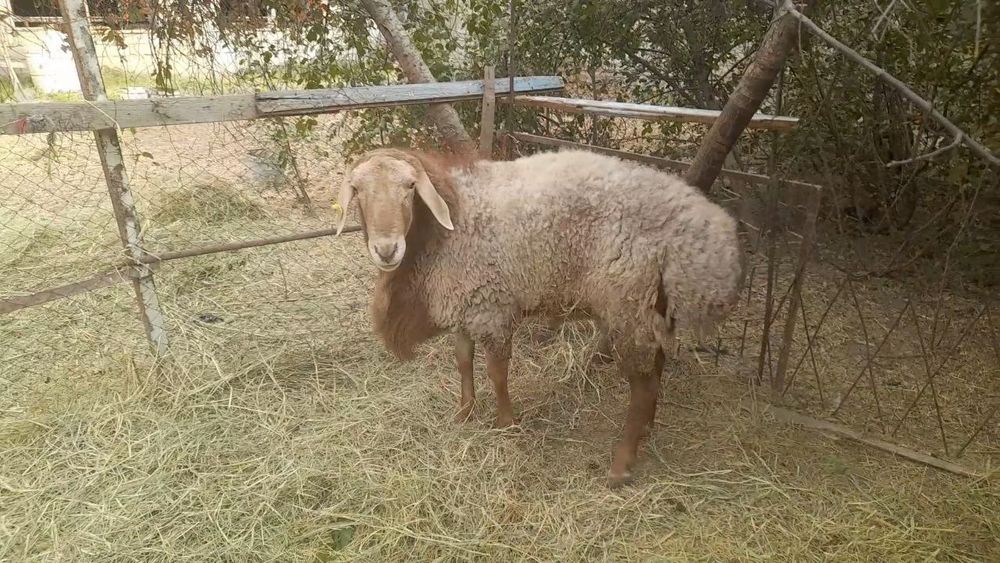 Edilbay qochqor sotiladi