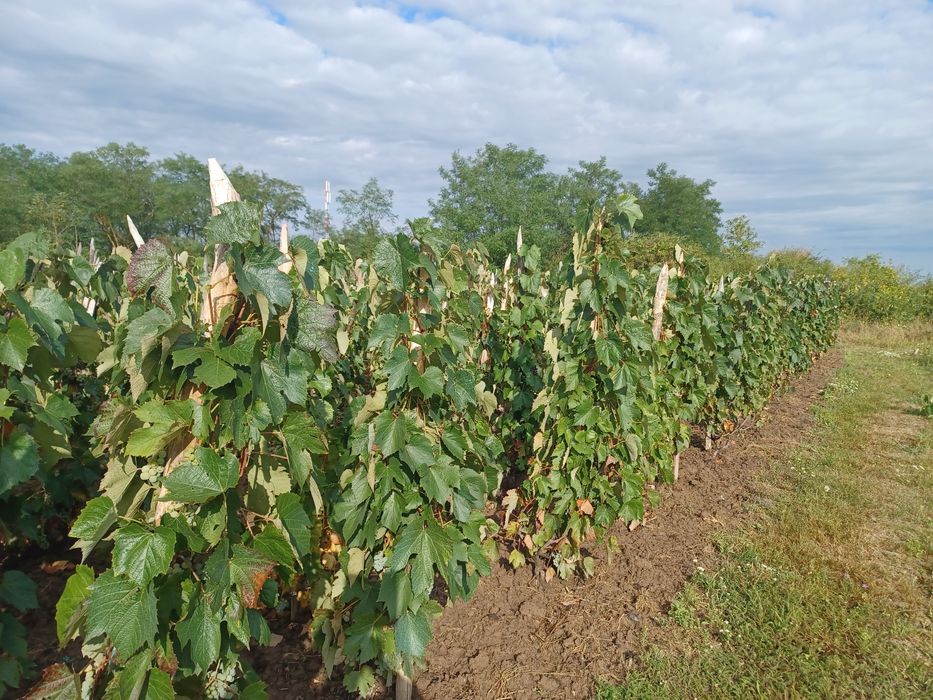 Vand struguri pentru vin