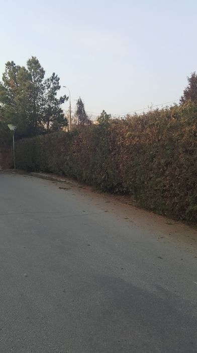 Daraxt kesish va Malakali Bogʻbon xizmati