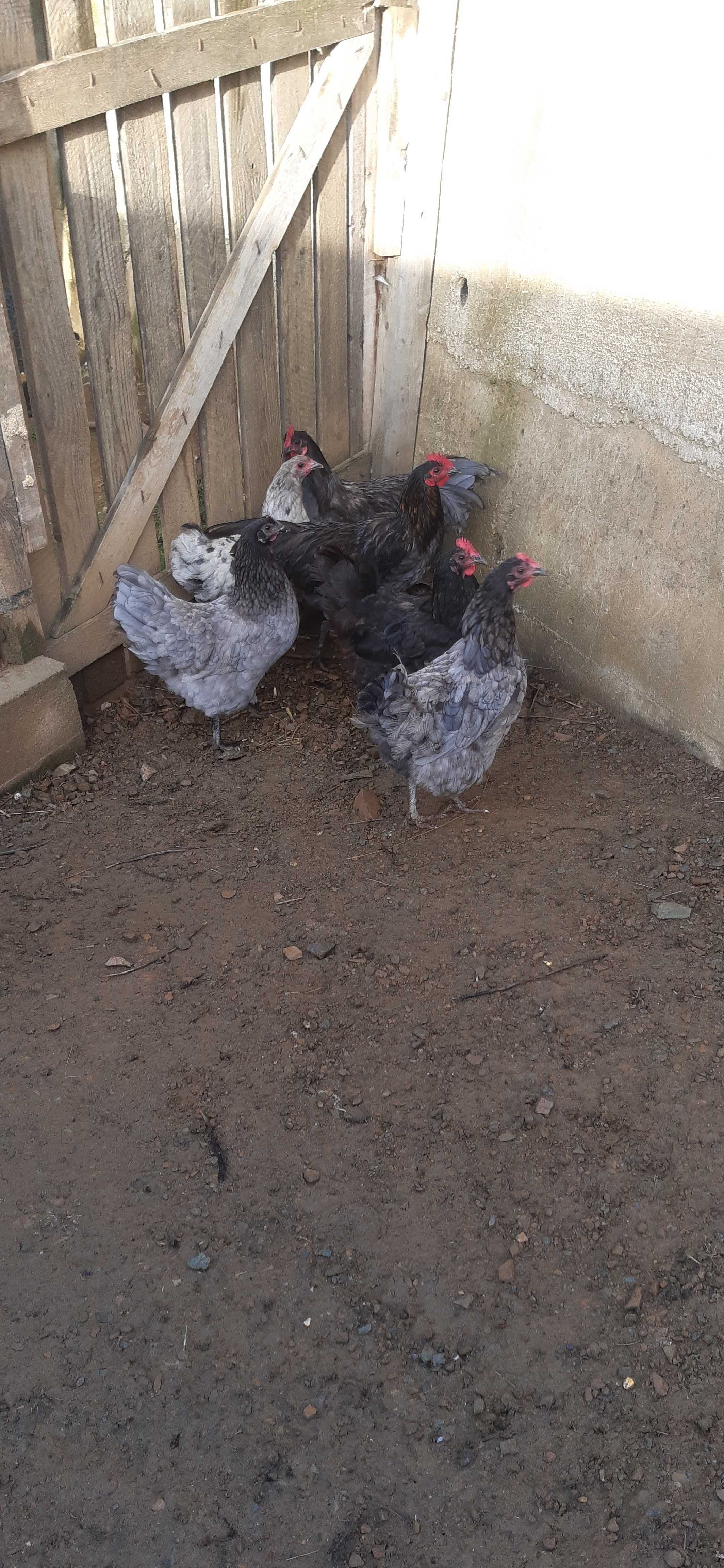 Cocosi australorp negrii si albastrii