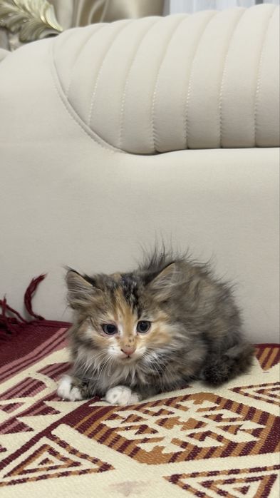 Отдам котят в хорошие руки