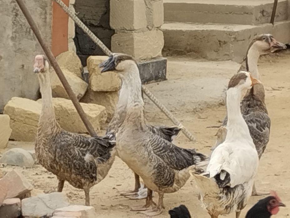 Қаздар сатылады парода халмагор.