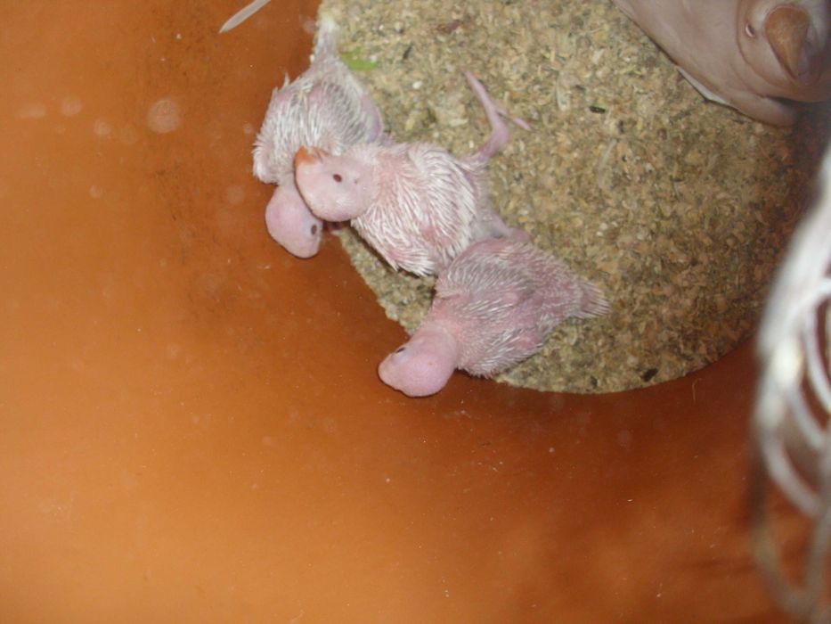 papagali mai multe feluri