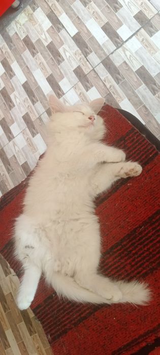 Zotli mushuklar tekinga beraman