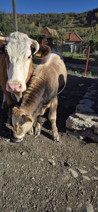 Vând vitel in vârstă de 8 luni