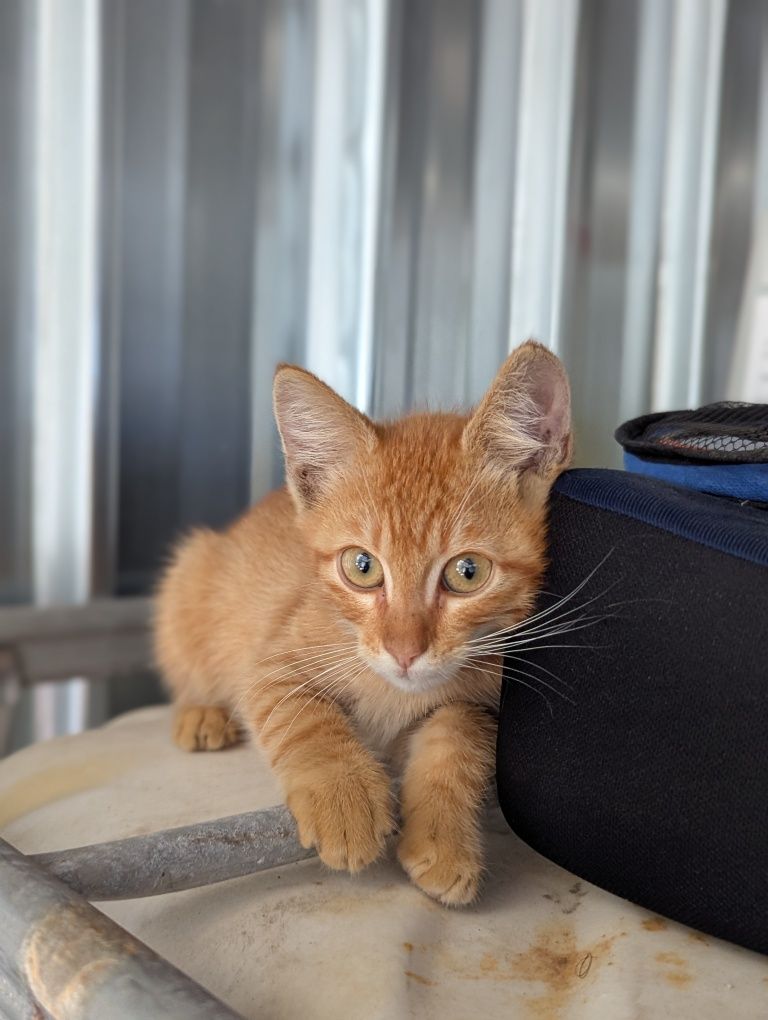 Котенце си търси дом!