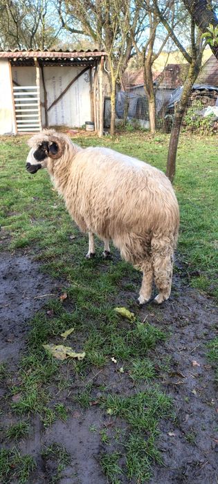 Vind oaie al treilea miel.