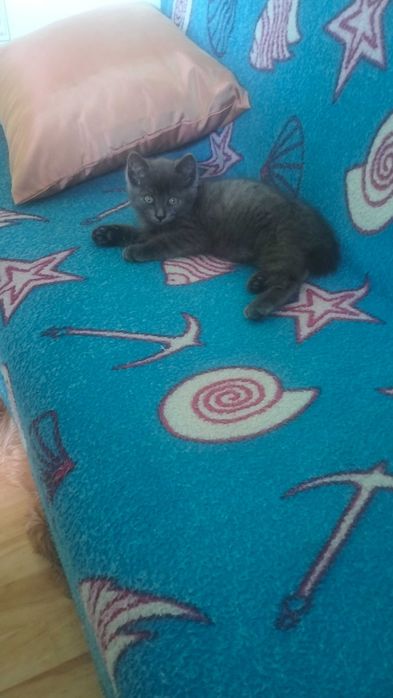 Пристраиваем котенка (1,5 мес) настоящий домовёнок,забавный.. девочка.