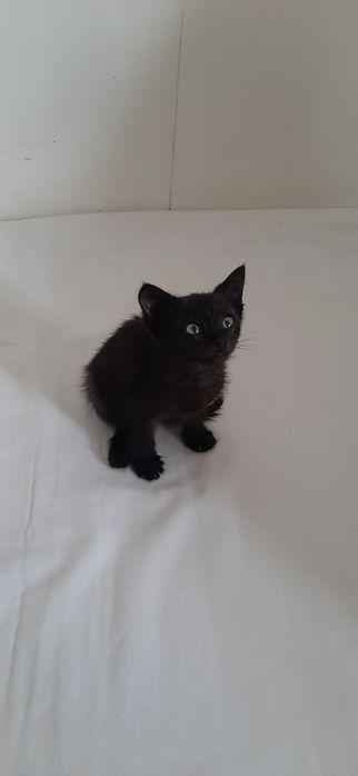 Отдам котёнка в добрые руки