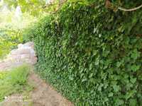 Плющ длина  1 м - 3м (вечнозеленный):  Лотос и висячие растения