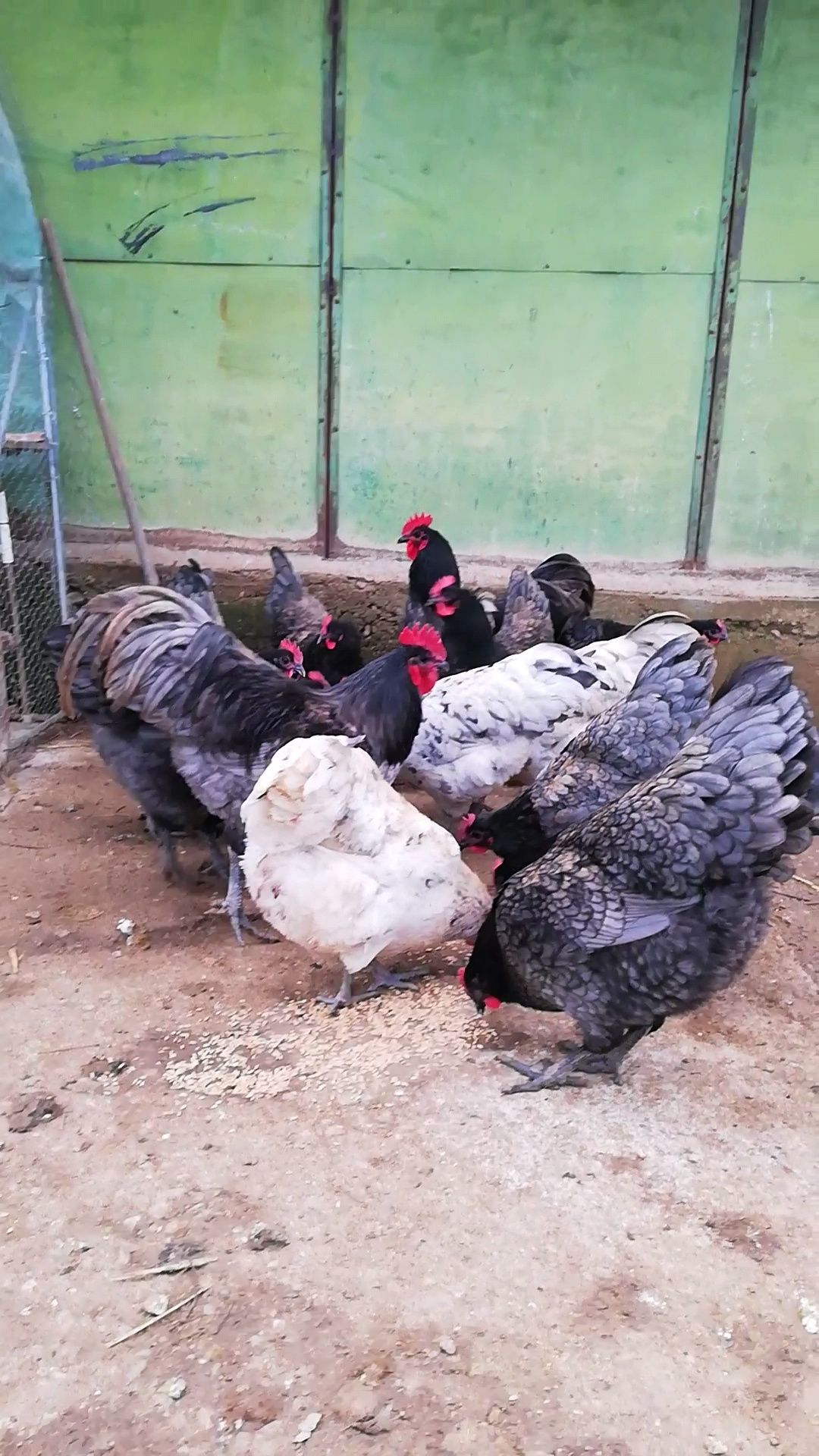 Oua incubat Australorp