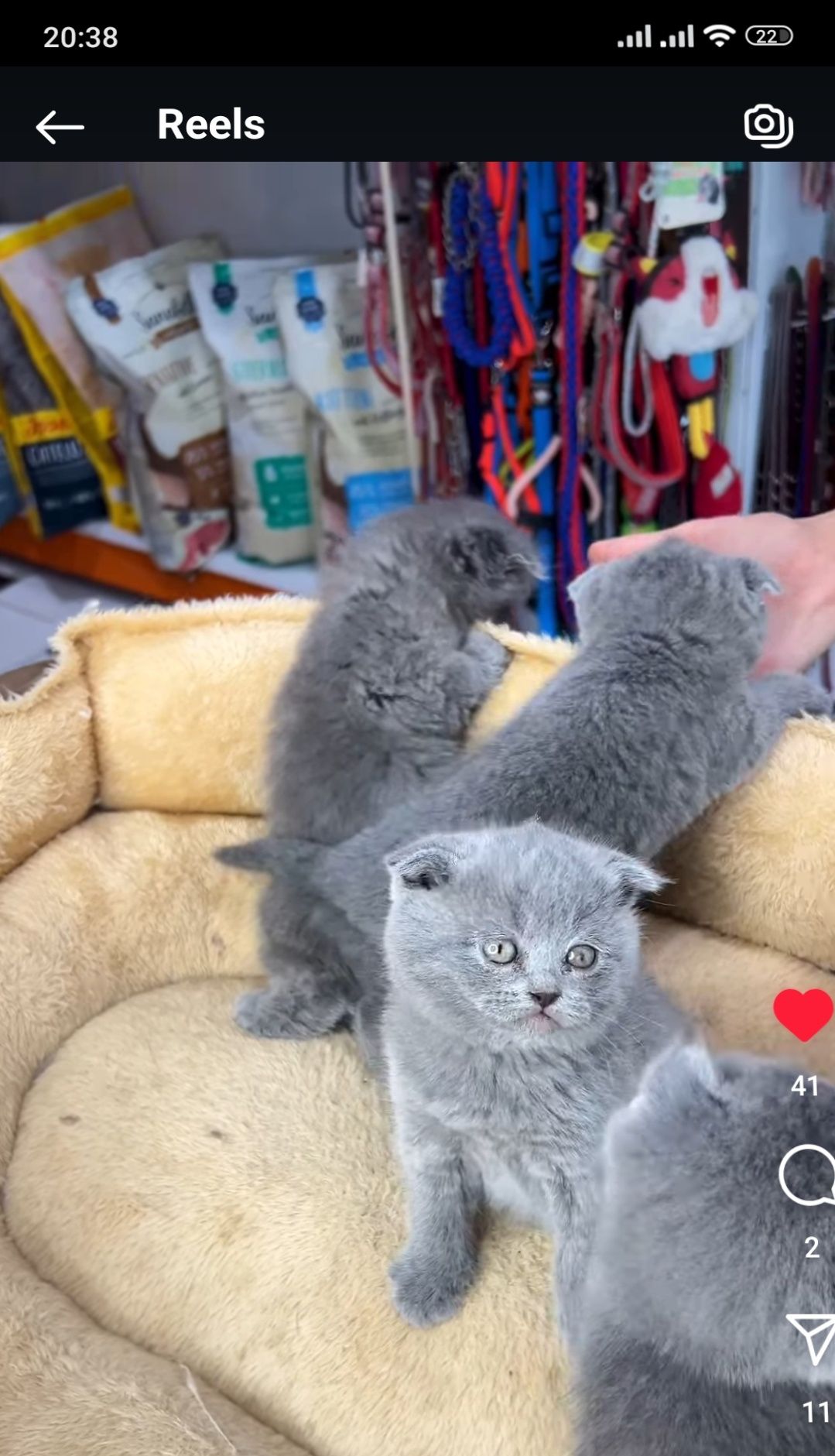 Кошечки " Скоттиш-фолд"