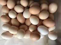 Домашние яйца 80 тг шт. Қолдың жұмыртқасы