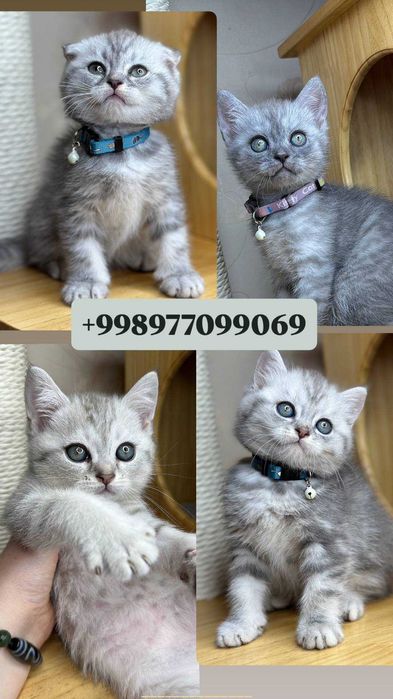 Чистокровные котята скоттиш фолд и страйт с паспортом