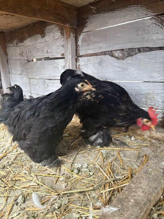 Vand pereche cochinchina pitic negru