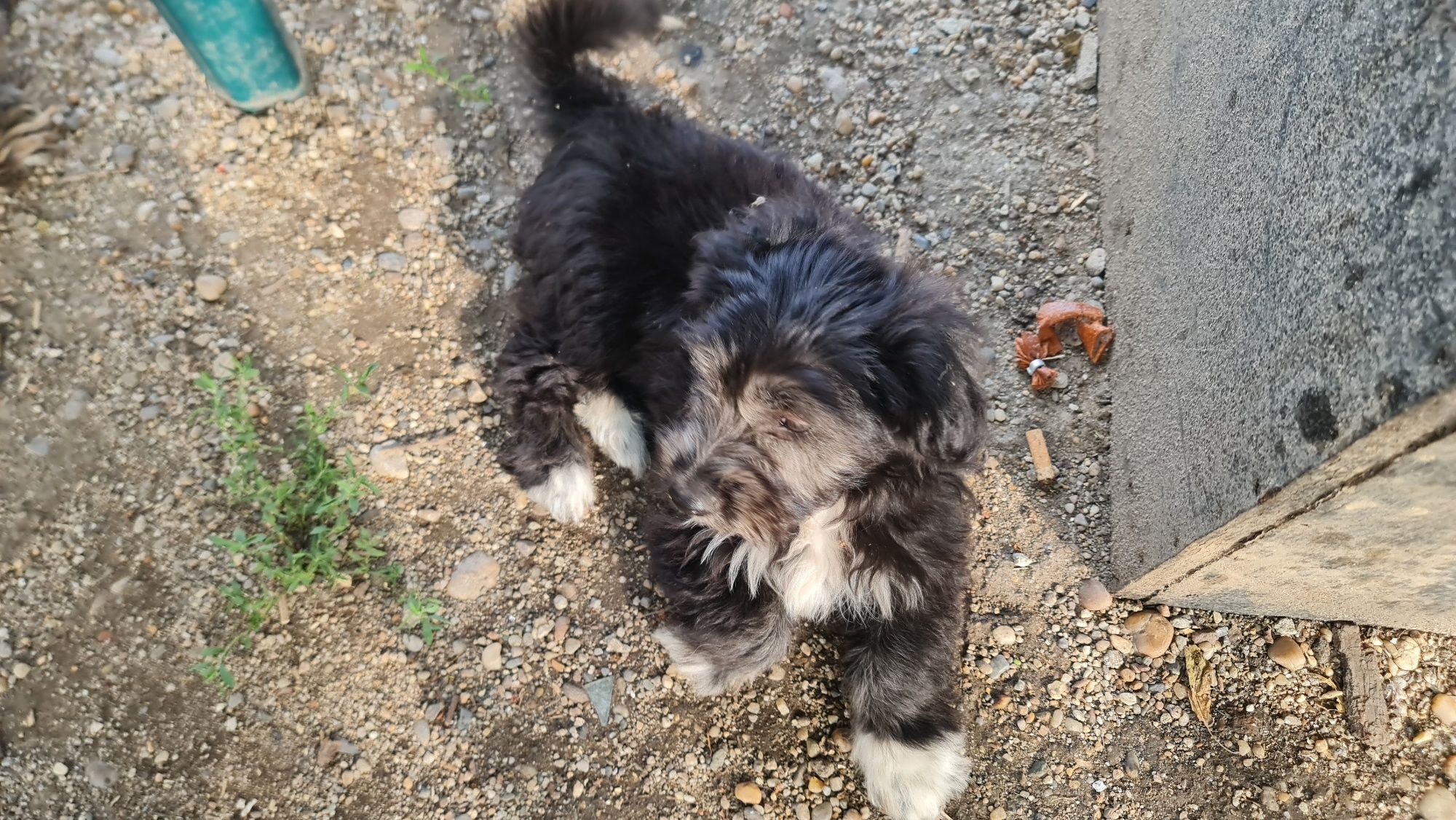 Ofer spre adoptie 2 catelusi dragalasi (baieti)