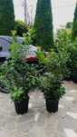 Tăieri de Formare și Întreținere Plante Ornamentale
