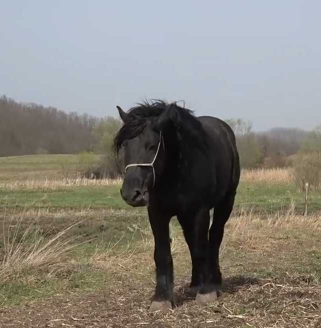 Iapa neagra belgiana
