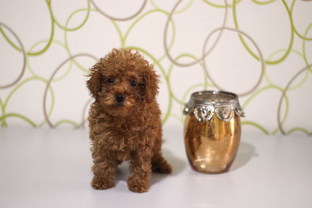 Мини мини пудел - той пудел бебета с родословни родители