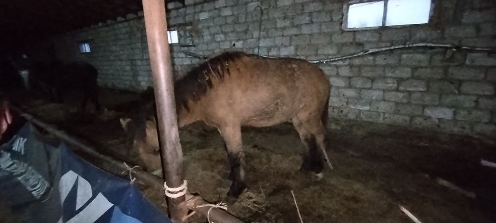 Бие, дөнен сатылады