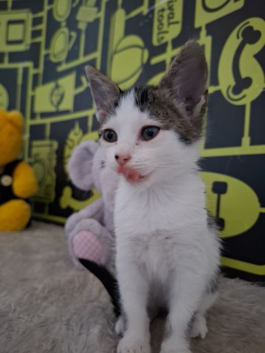 Много сладко 1,5 месечно мъжко котенце