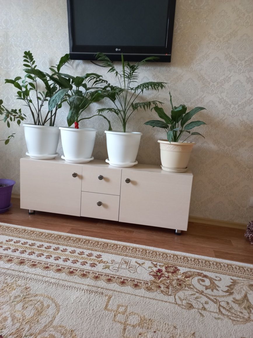 Комнатные цветы .