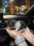 Pui de pisic spre adoptie