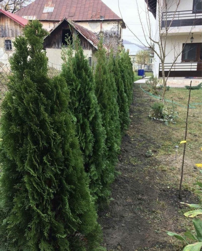 Amenajez gradini cu plante ornamentale si gazon. Piatra decorativa