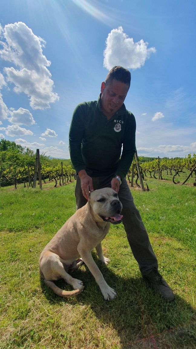 Câine cane corso mascul