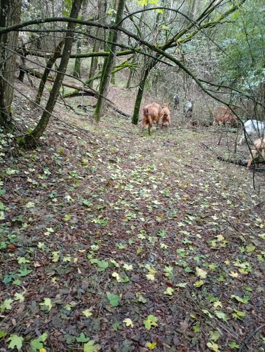 Țap de vanzare tapu este gras