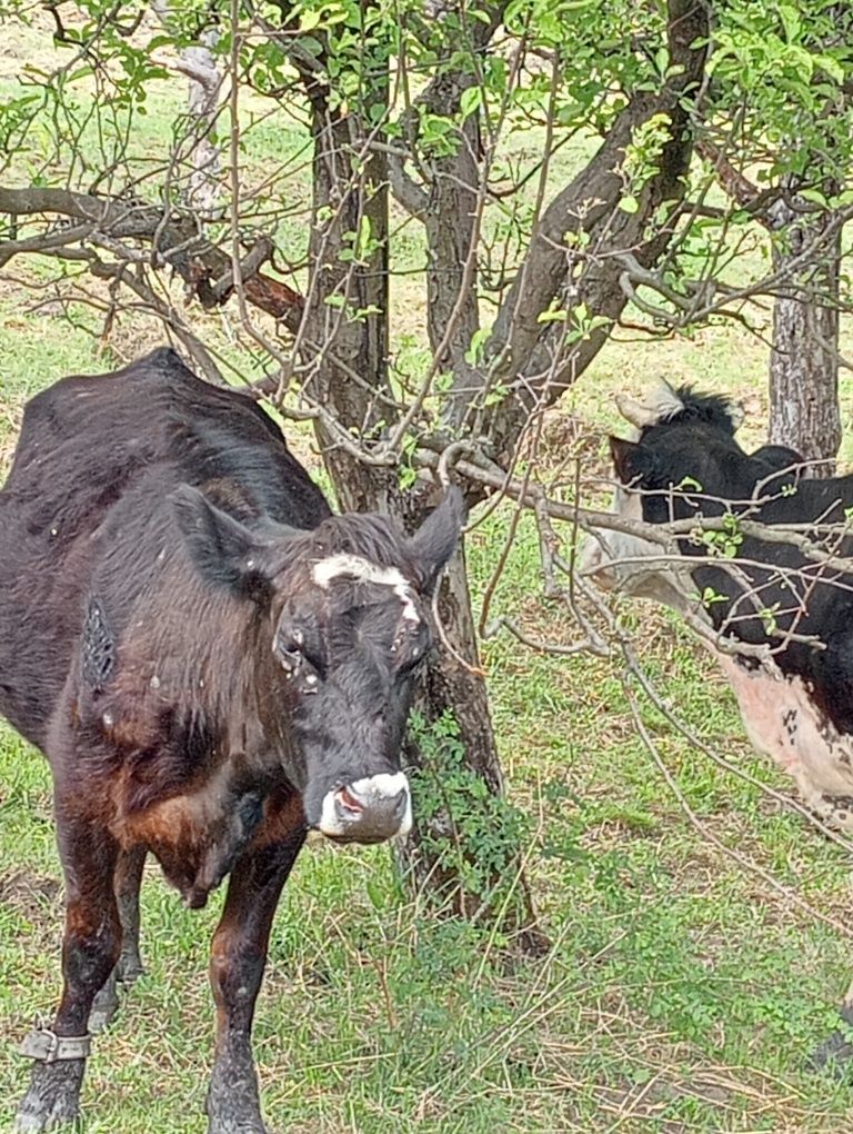 Vaci de vânzare de lapte și de carne