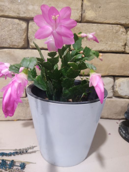 Шлюмбергера (декабрист)